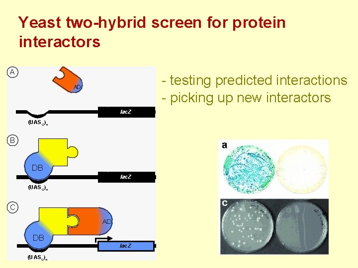Yeast two-hybrid screen for protein interactors - testing predicted interactions - picking up new