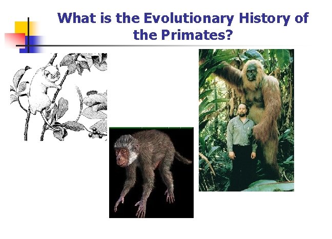 What is the Evolutionary History of the Primates? 