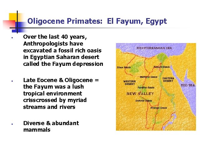 Oligocene Primates: El Fayum, Egypt • • • Over the last 40 years, Anthropologists