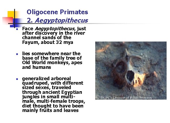 Oligocene Primates 2. Aegyptopithecus n n n Face Aegyptopithecus, just after discovery in the