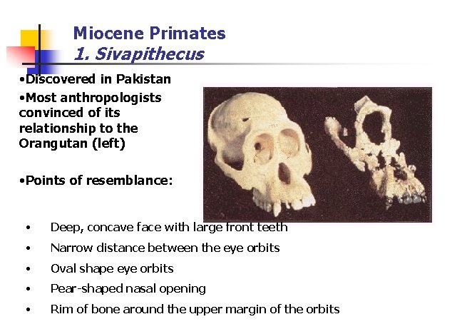 Miocene Primates 1. Sivapithecus • Discovered in Pakistan • Most anthropologists convinced of its