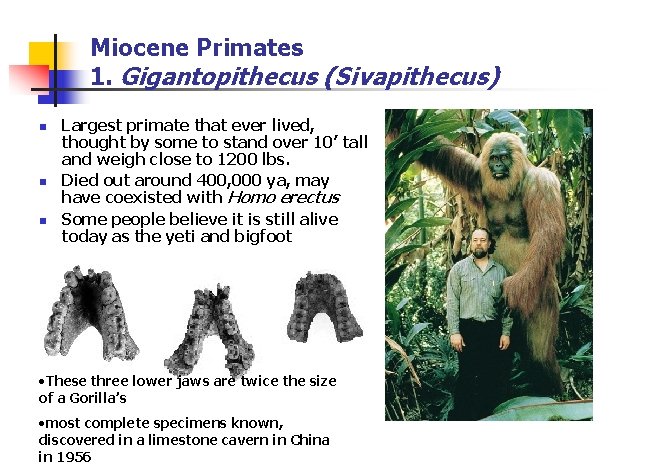 Miocene Primates 1. Gigantopithecus (Sivapithecus) n n n Largest primate that ever lived, thought