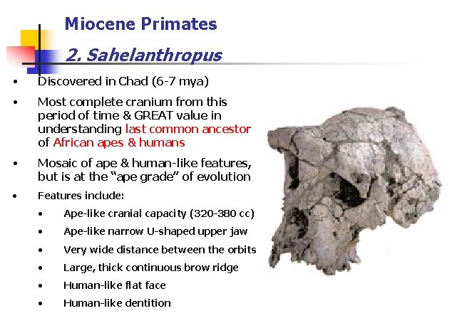 Miocene Primates 2. Sahelanthropus • Discovered in Chad (6 -7 mya) • Most complete