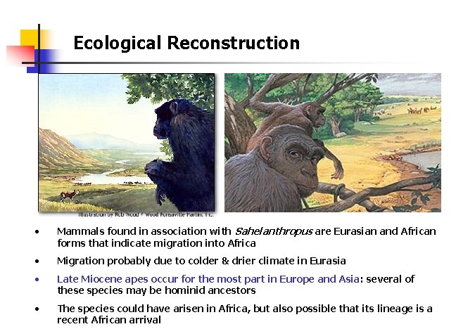 Ecological Reconstruction • Mammals found in association with Sahelanthropus are Eurasian and African forms Ecological Reconstruction • Mammals found in association with Sahelanthropus are Eurasian and African forms