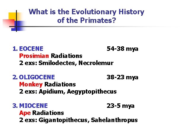 What is the Evolutionary History of the Primates? 1. EOCENE 54 -38 mya Prosimian