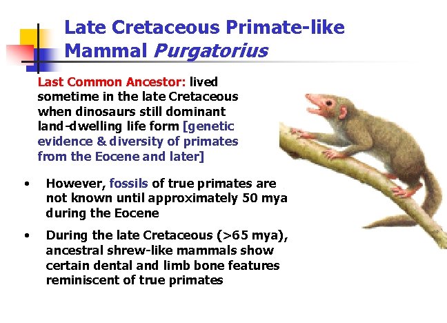 Late Cretaceous Primate-like Mammal Purgatorius Last Common Ancestor: lived sometime in the late Cretaceous