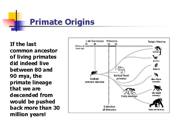 Primate Origins If the last common ancestor of living primates did indeed live between