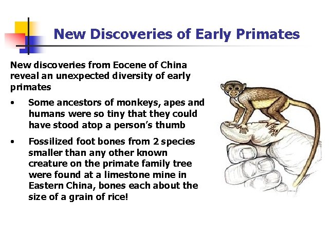 New Discoveries of Early Primates New discoveries from Eocene of China reveal an unexpected