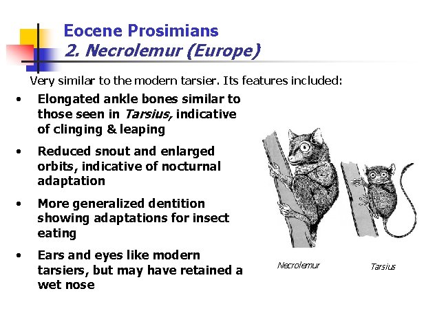 Eocene Prosimians 2. Necrolemur (Europe) Very similar to the modern tarsier. Its features included: