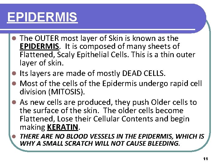 EPIDERMIS The OUTER most layer of Skin is known as the EPIDERMIS. It is