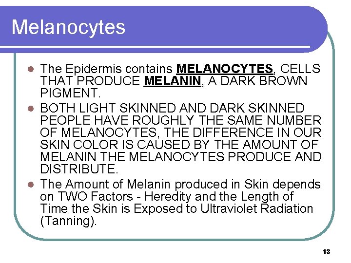 Melanocytes The Epidermis contains MELANOCYTES, CELLS THAT PRODUCE MELANIN, A DARK BROWN PIGMENT. l