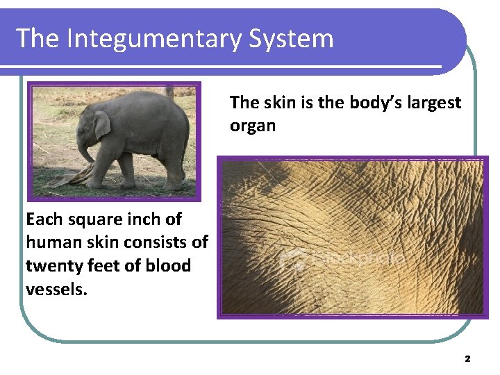 The Integumentary System The skin is the body’s largest organ Each square inch of