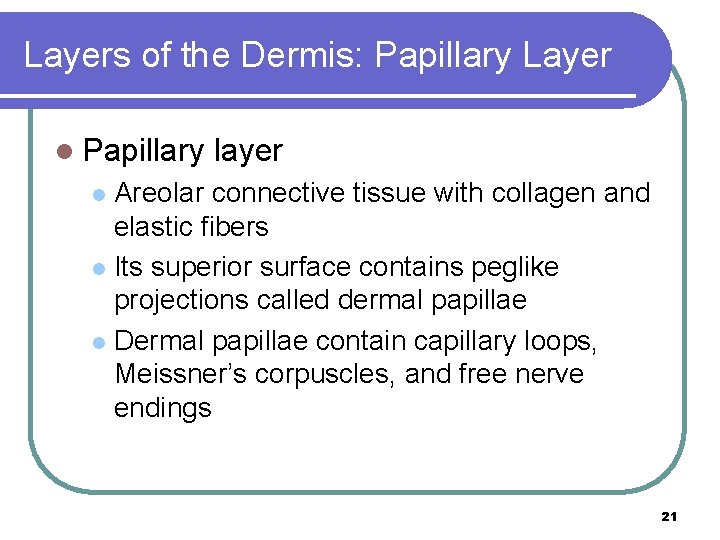 Layers of the Dermis: Papillary Layer l Papillary layer Areolar connective tissue with collagen