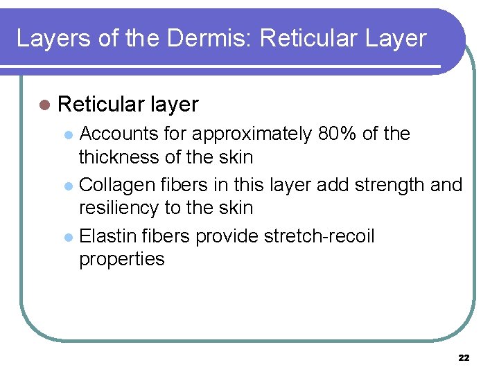 Layers of the Dermis: Reticular Layer l Reticular layer Accounts for approximately 80% of