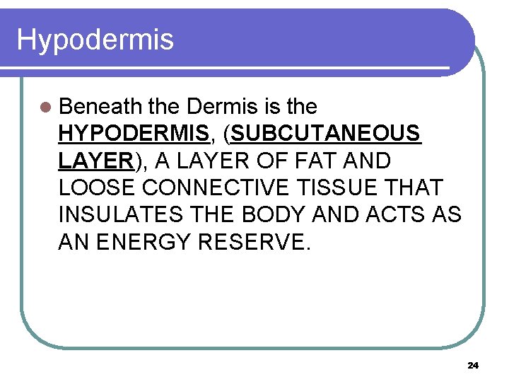 Hypodermis l Beneath the Dermis is the HYPODERMIS, (SUBCUTANEOUS LAYER), A LAYER OF FAT