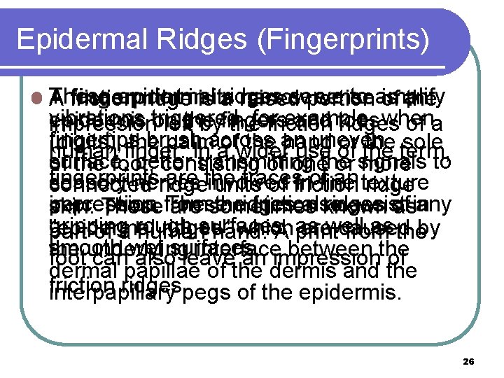 Epidermal Ridges (Fingerprints) These epidermal ridges serve to amplify A fingerprint in its narrow