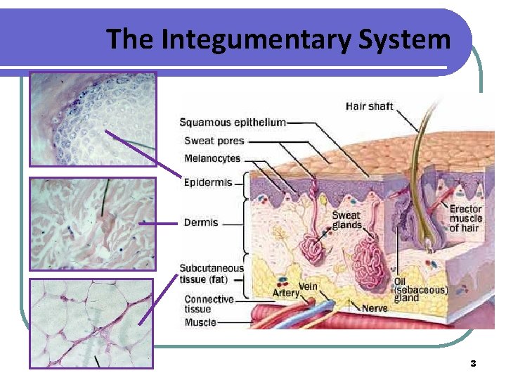 The Integumentary System 3 