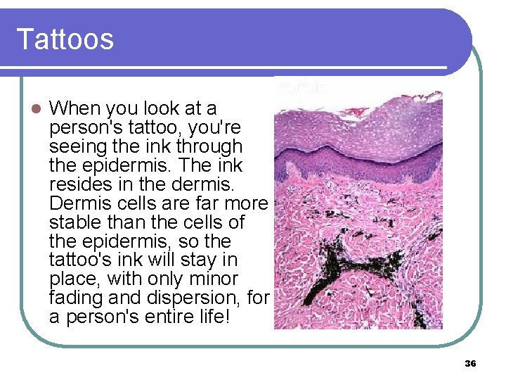 Tattoos l When you look at a person's tattoo, you're seeing the ink through