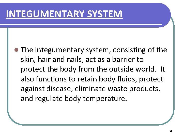 INTEGUMENTARY SYSTEM l The integumentary system, consisting of the skin, hair and nails, act