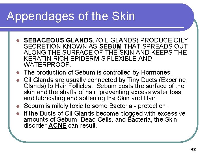 Appendages of the Skin l l l SEBACEOUS GLANDS, (OIL GLANDS) PRODUCE OILY SECRETION
