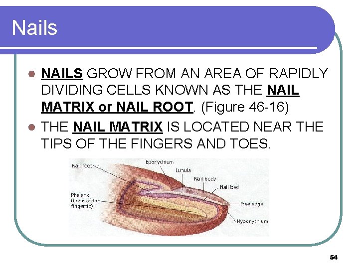 Nails NAILS GROW FROM AN AREA OF RAPIDLY DIVIDING CELLS KNOWN AS THE NAIL