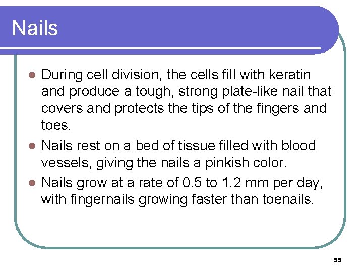 Nails During cell division, the cells fill with keratin and produce a tough, strong