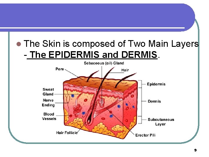 l The Skin is composed of Two Main Layers - The EPIDERMIS and DERMIS.