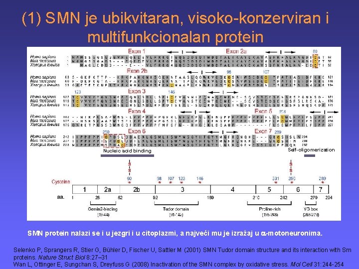 (1) SMN je ubikvitaran, visoko-konzerviran i multifunkcionalan protein Nucleic acid binding Self-oligomerization SMN protein