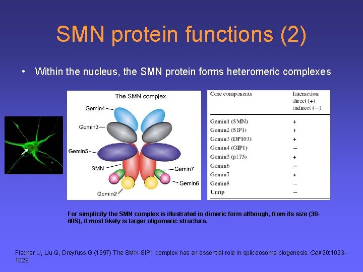 SMN protein functions (2) • Within the nucleus, the SMN protein forms heteromeric complexes