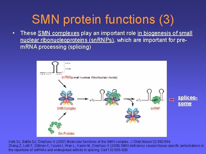 SMN protein functions (3) • These SMN complexes play an important role in biogenesis