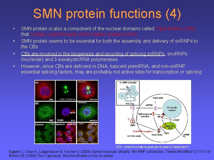 SMN protein functions (4) • • SMN protein is also a component of the