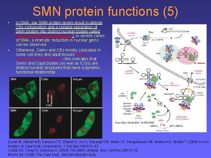 SMN protein functions (5) • • In SMA, low SMN protein levels result in