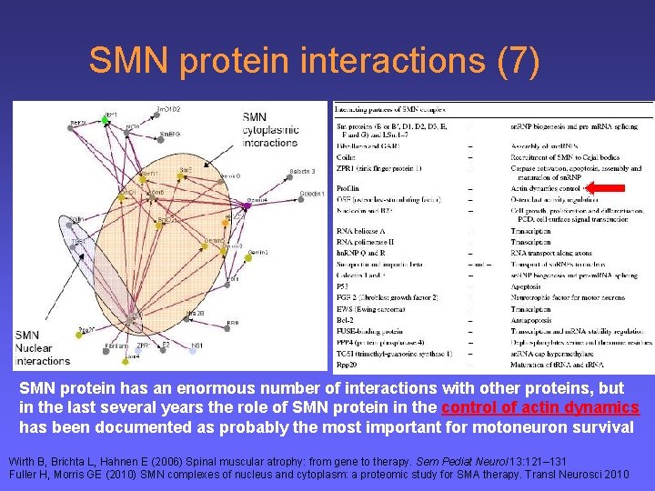 SMN protein interactions (7) SMN protein has an enormous number of interactions with other