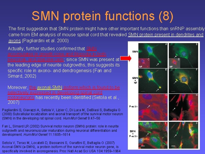 SMN protein functions (8) The first suggestion that SMN protein might have other important