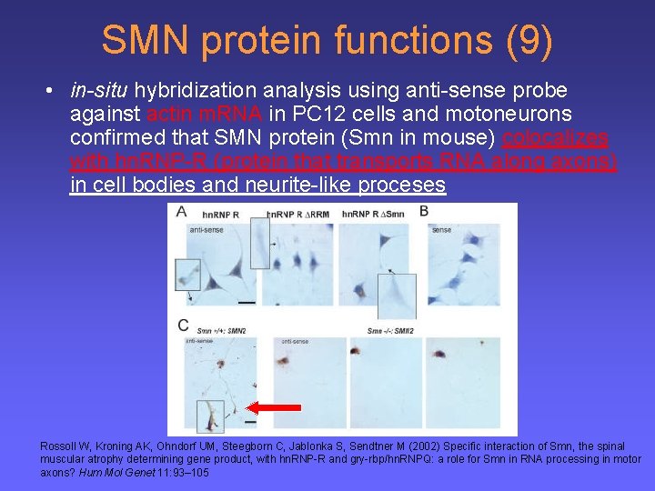 SMN protein functions (9) • in-situ hybridization analysis using anti-sense probe against actin m.