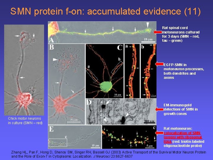 SMN protein f-on: accumulated evidence (11) Rat spinal cord motoneurons cultured for 3 days