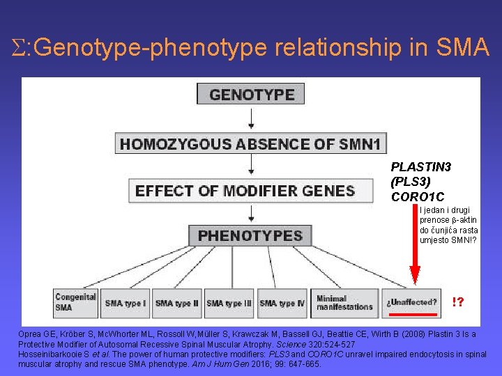  : Genotype-phenotype relationship in SMA PLASTIN 3 (PLS 3) CORO 1 C I