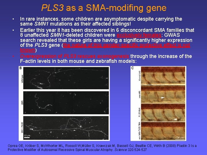 PLS 3 as a SMA-modifing gene • • • In rare instances, some children