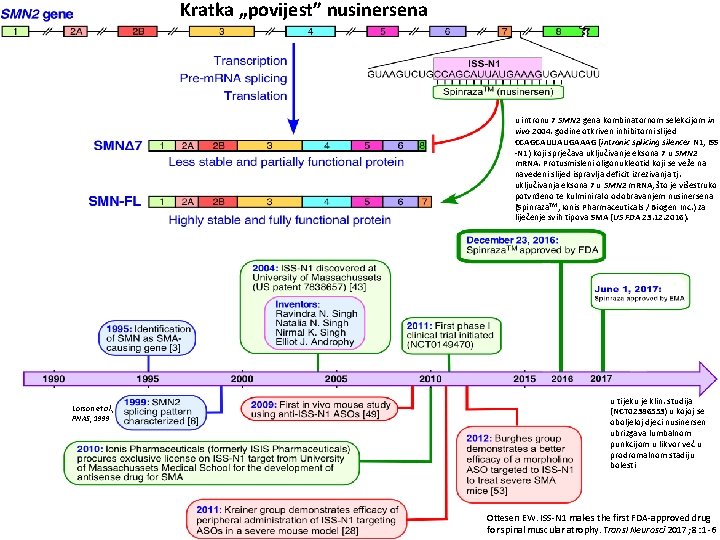 Kratka „povijest” nusinersena u intronu 7 SMN 2 gena kombinatornom selekcijom in vivo 2004.