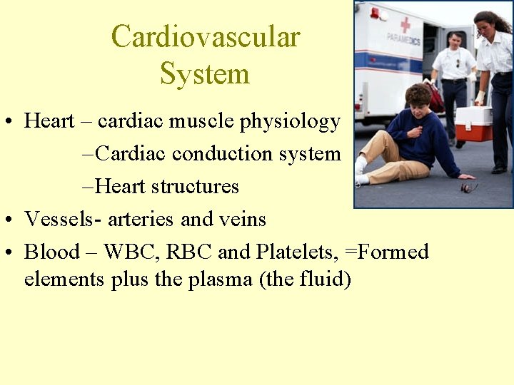 Cardiovascular System • Heart – cardiac muscle physiology – Cardiac conduction system – Heart