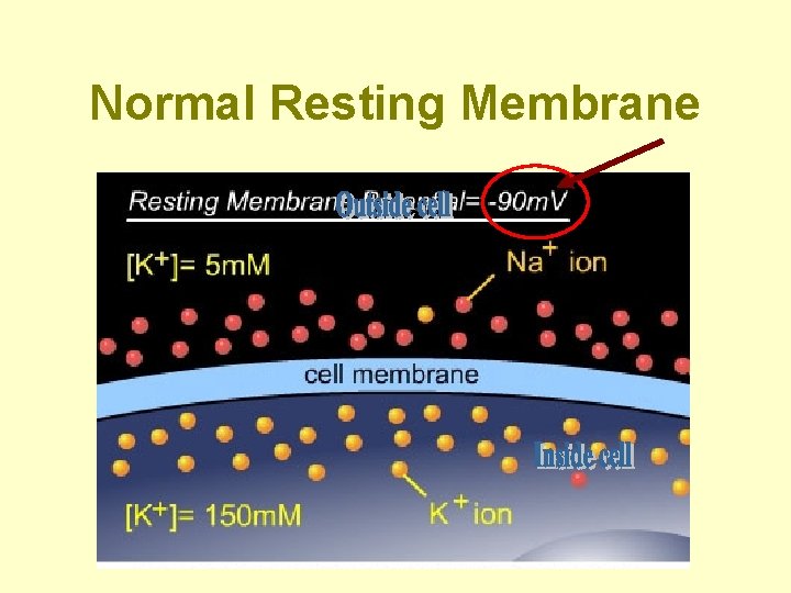 Normal Resting Membrane 