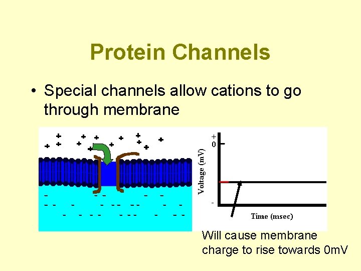 Protein Channels • Special channels allow cations to go through membrane Will cause membrane