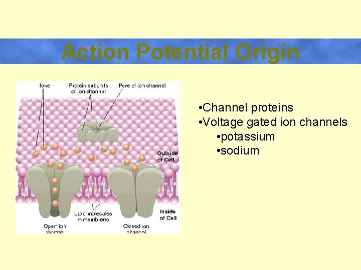 Action Potential Origin • Channel proteins • Voltage gated ion channels • potassium •