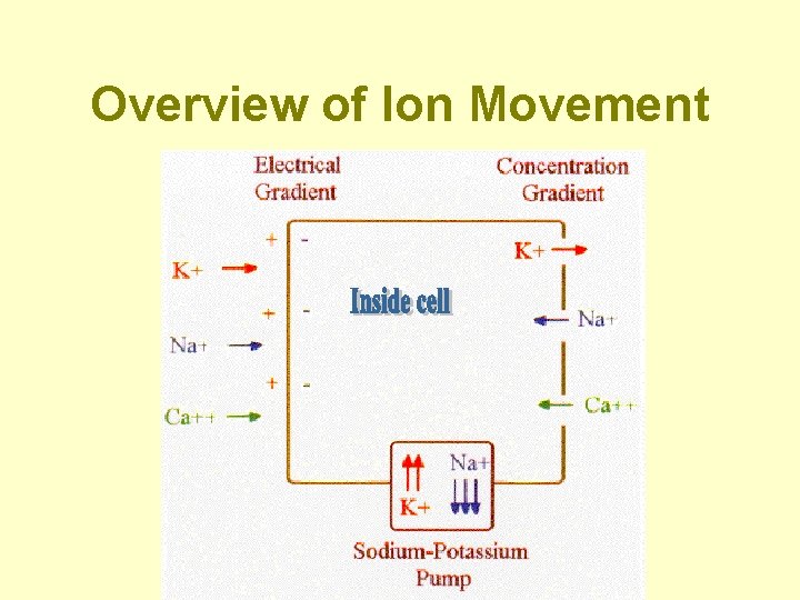 Overview of Ion Movement 