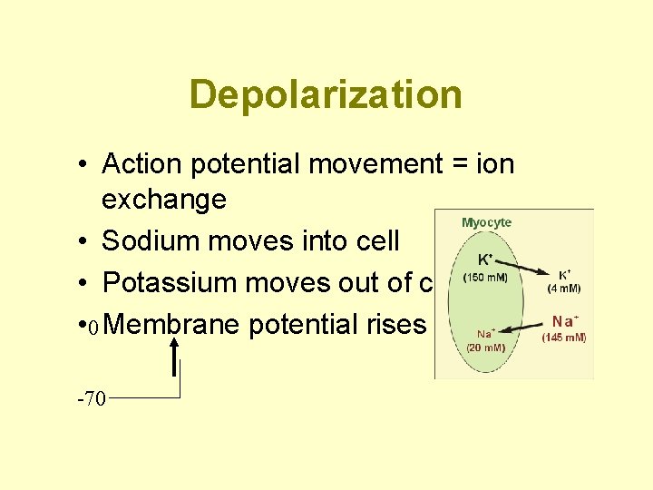 Depolarization • Action potential movement = ion exchange • Sodium moves into cell •