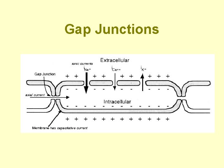 Gap Junctions 