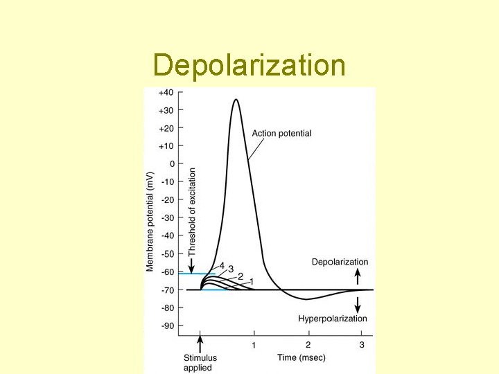 Depolarization 