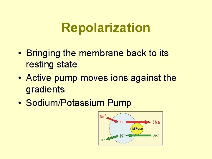 Repolarization • Bringing the membrane back to its resting state • Active pump moves