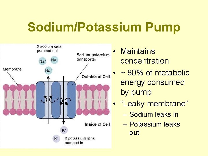 Sodium/Potassium Pump • Maintains concentration • ~ 80% of metabolic energy consumed by pump