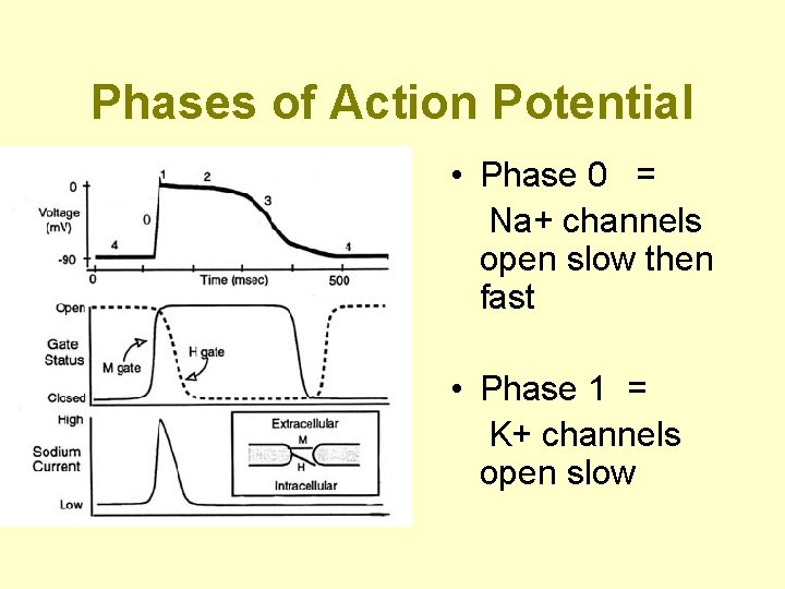 Phases of Action Potential • Phase 0 = Na+ channels open slow then fast